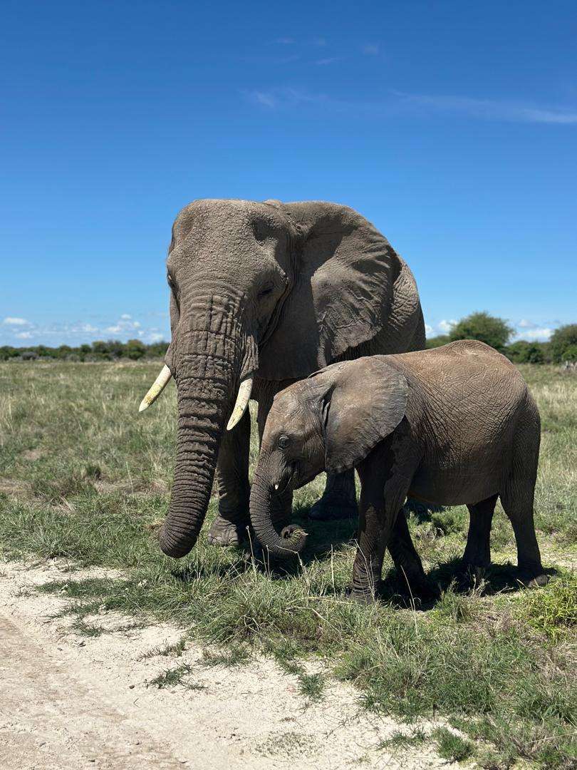 An adult elephant and its calf grazing on green plains in Etosha National Park