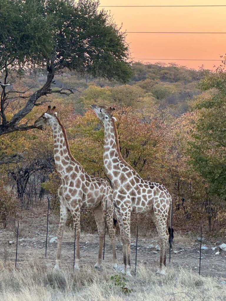 Two giraffe standing in mopane scrub under an orange sunset sky in Etosha